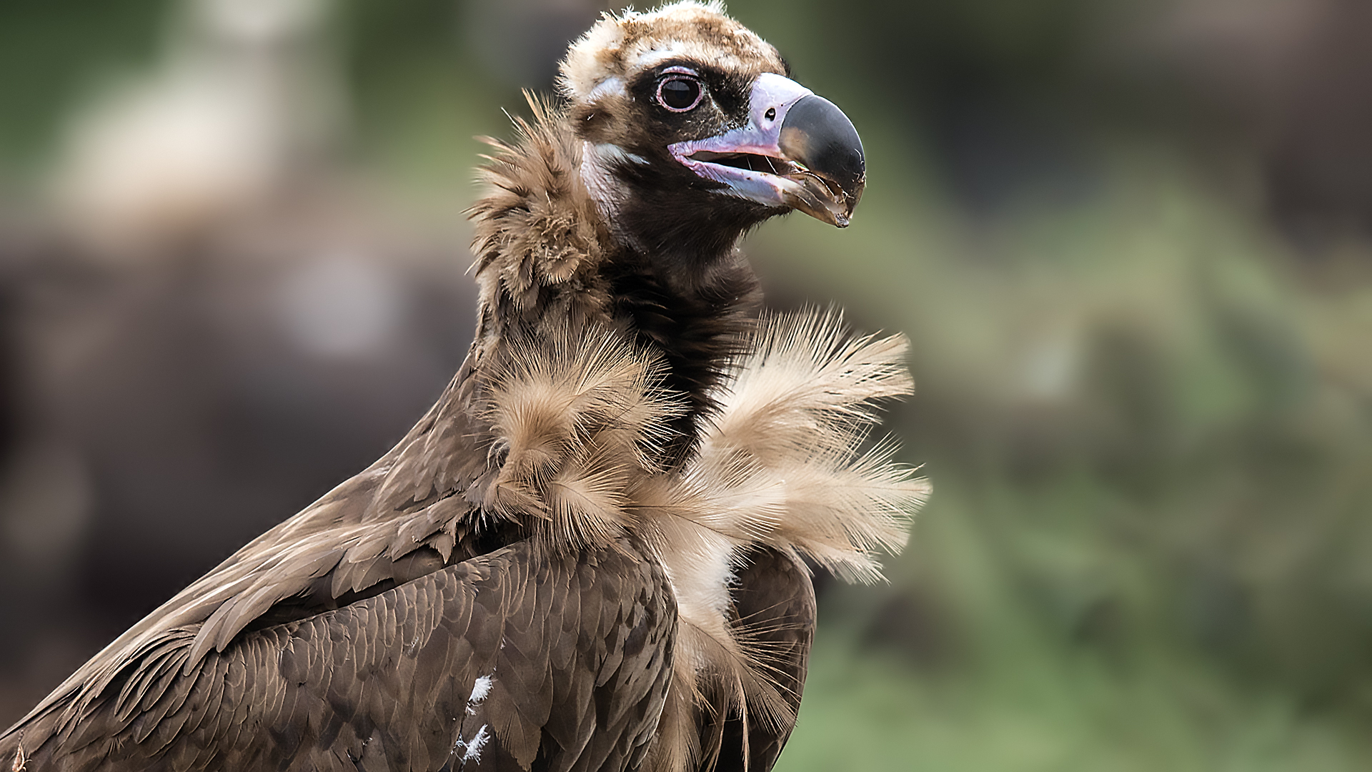 Cinereous Vulture